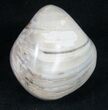 Polished Fossil Clam - Large Size #9537-1